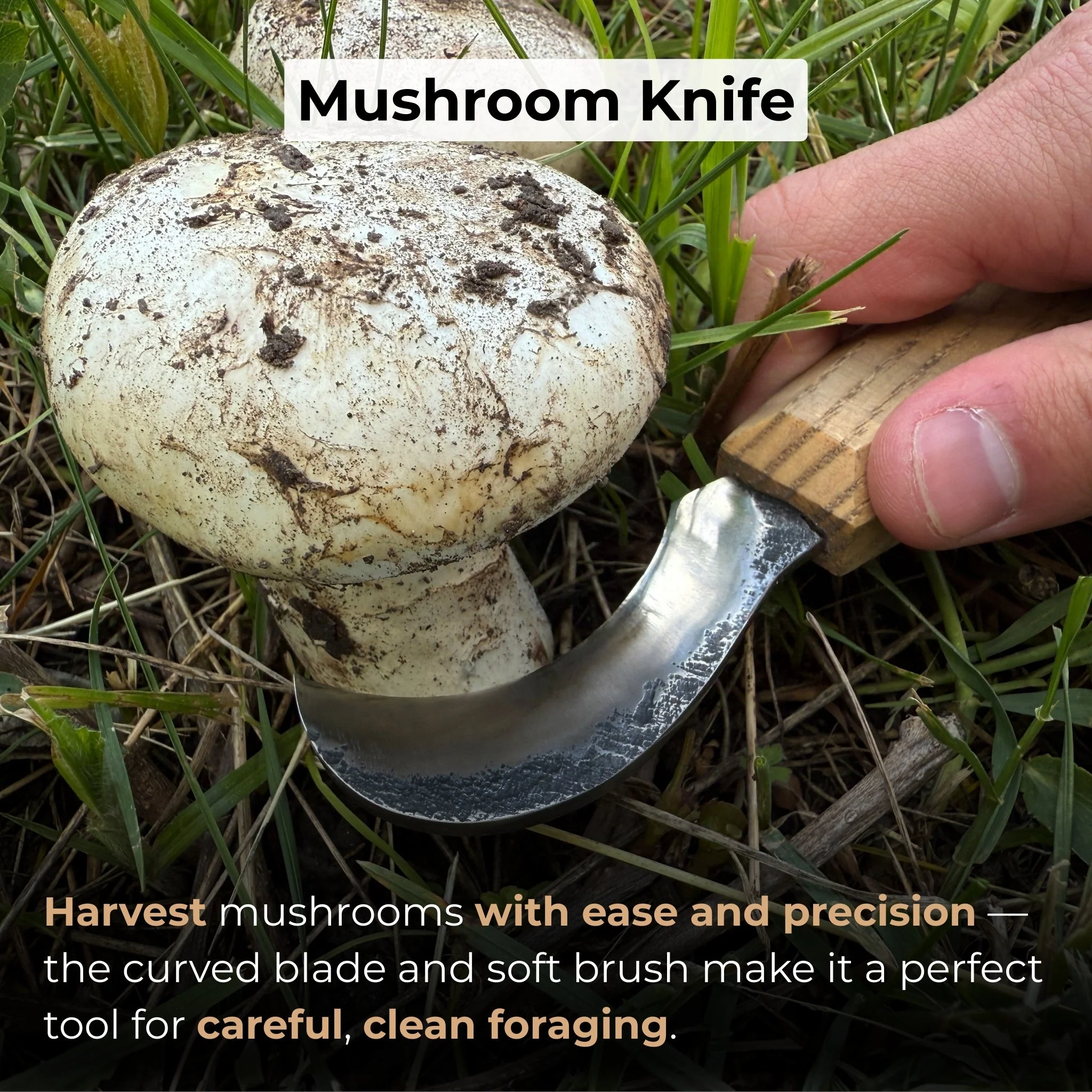 Forged Mushroom Knife with Brush, 6.5 cm (2.56 inches) - Image 7